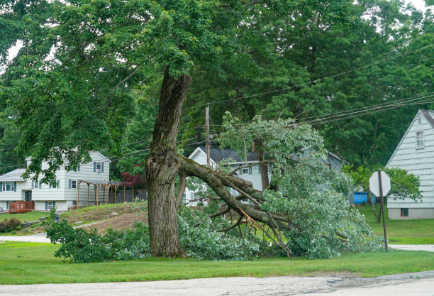 Best Tree Disease Treatment  in Chaparral, NM